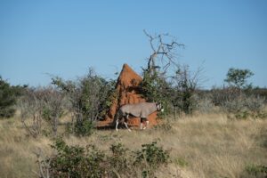 Photo Camping Namibia Dachzelt